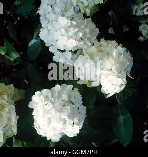 Hydrangea macrophylla - `Madame Emile Mouillere' AGM (Hortensia)   TRS052591     Photos Horticultura Stock Photo